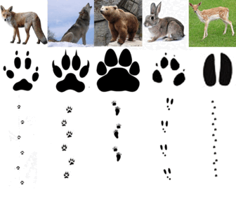050128gh-d7b7-336x291.png