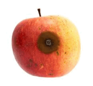 05012e65-b136-304x282.png