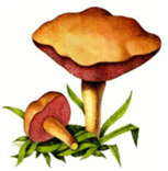 05012i0e-5d45-153x156.png