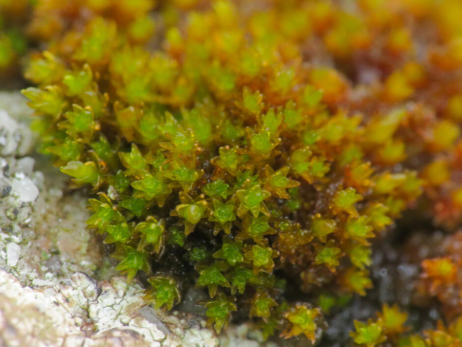 Andreaea rupestris - British Bryological Society