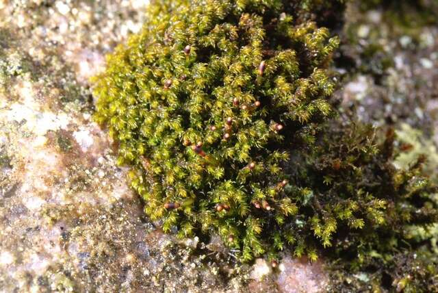 andreaea moss - Encyclopedia of Life