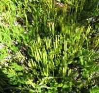 05012iwe-ccdb-204x192.jpg