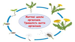 Презентація на тему "Життєві цикли організмів. Тривалість життя організмів" 6 клас НУШ