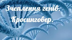 § 37. ЗЧЕПЛЕННЯ ГЕНІВ. КРОСИНГОВЕР