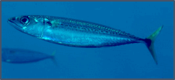 05012rfa-02a5-563x257.png