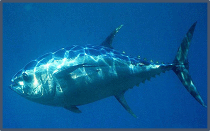 05012rfg-d284-412x257.png
