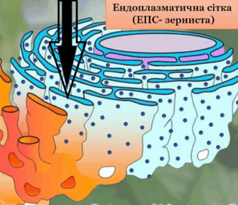 05012u68-d281-336x289.png