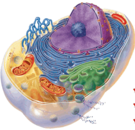 05012uwb-ec82-277x266.png