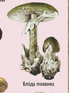 05012wg3-2f49-88x119.png