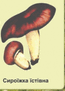 05012wg5-ba79-79x111.png