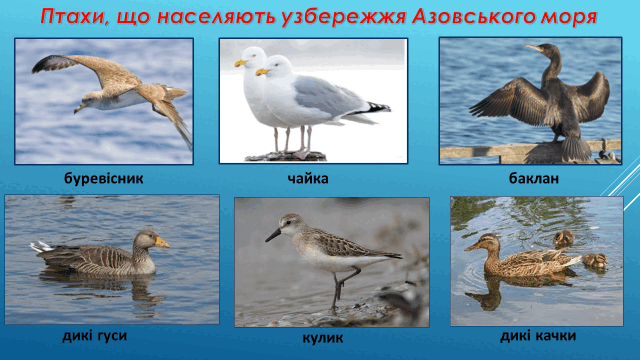 050130hv-fdcb-640x360.png