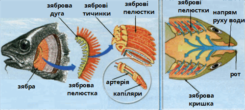 будова зябер підписи.png