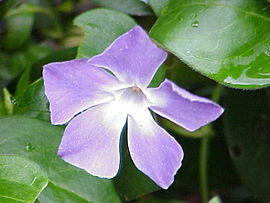 050138wm-0901-270x203.jpg