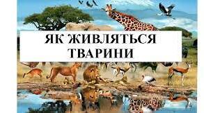 Презентація " Як живляться тварини"