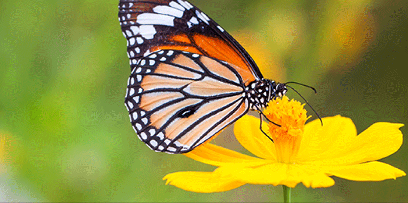 05013dq7-9a79-800x398.gif