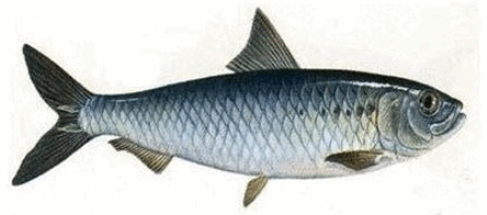 05013fkp-5083-444x196.png