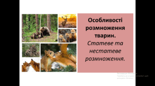 Презентація на тему " Особливості розмноження тварин.  Статеве та нестатеве розмноження. "
