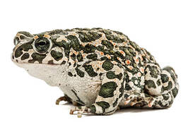 стокові фото, фото роялті-фрі та зображення на тему жаба зелена, лат. bufo viridis, ізольований на білому тлі - ропуха зелена