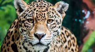 Міжнародний день ягуара (International Jaguar Day)  відзначають 29 листопада.