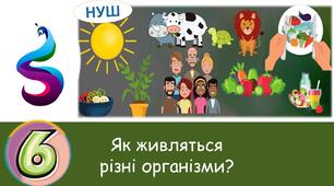 Презентація : Як живляться різні організми ?