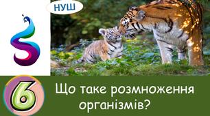 Презентація : Що таке розмноження організмів?