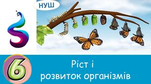 Презентація :  Ріст і розвиток організмів