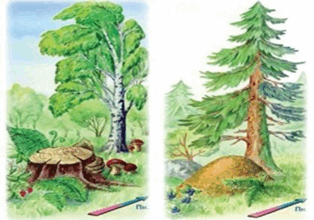 050140eh-ceb5-314x220.png