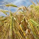 Ячмень семена 500 г - купить в интернет магазине Good Harvest
