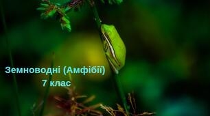 Амфібії (Земноводні)