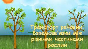 Взаємозв’язки між різними органами рослини. Рухи рослин. Лабораторне дослідження "Дослідження транспорту речовин по рослині за допомогою барвників".