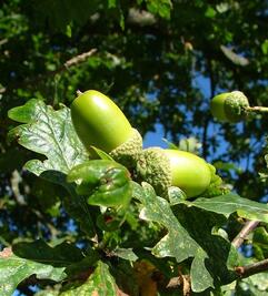 05014j4p-5ff3-241x267.jpg