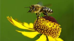 №7 Обертальний та коливальний рух тіла - 7 клас