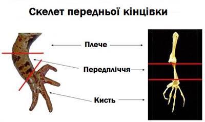 скелет передньої кінцівки.jpg