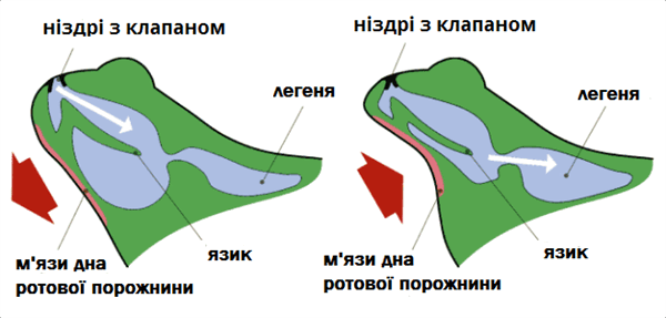 дихальна_система.png