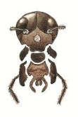 05015e21-1583-111x166.png