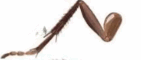 05015enz-6006-141x60.png