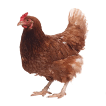 05015i5b-8786-213x213.png