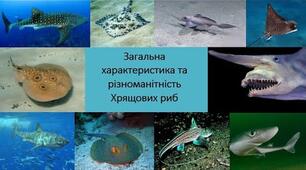 (Копія) (Копія)  Клас Хрящові та Кісткові риби 