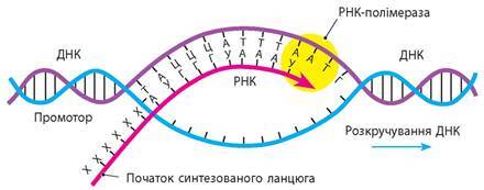 Реплікація, транскрипція та дозрівання РНК - Підручник з Біології. 9 клас. Задорожний - Нова програма