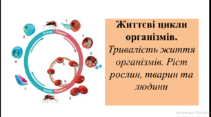 Презентація на тему " Життєві цикли організмів.  Тривалість життя організмів. Ріст рослин, тварин та людини + розробка для практичного завдання "