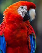 Parrots | National Geographic
