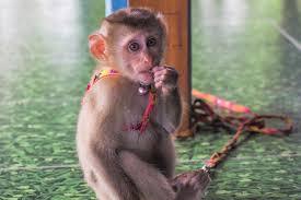 Monkey abuse videos on the rise as social media policies fail to protect animals | World Animal Protection