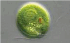 05015uys-7237-144x89.png