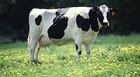 Farm animals. The cow