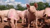Farm animals. The Pig