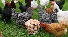 Farm animals. The poultry