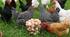 Farm animals. The poultry