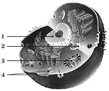 05015xlg-c24d-353x294.png