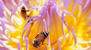 Презентація до інтегрованого уроку англійської мови "National Honey Bee Day"