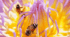 Презентація до інтегрованого уроку англійської мови "National Honey Bee Day"